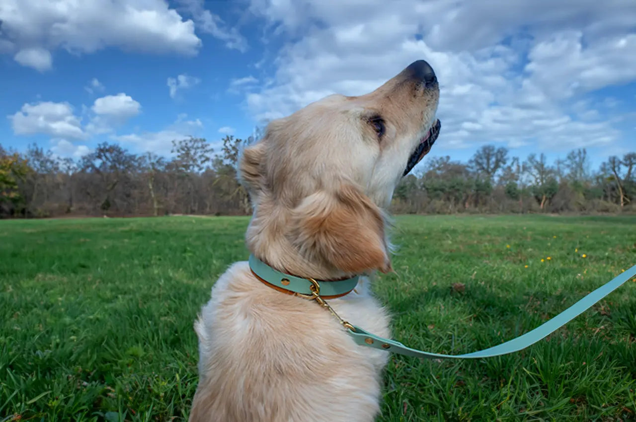 Modell Carlos | BioThane® x Leder Halsband - Woof Couture