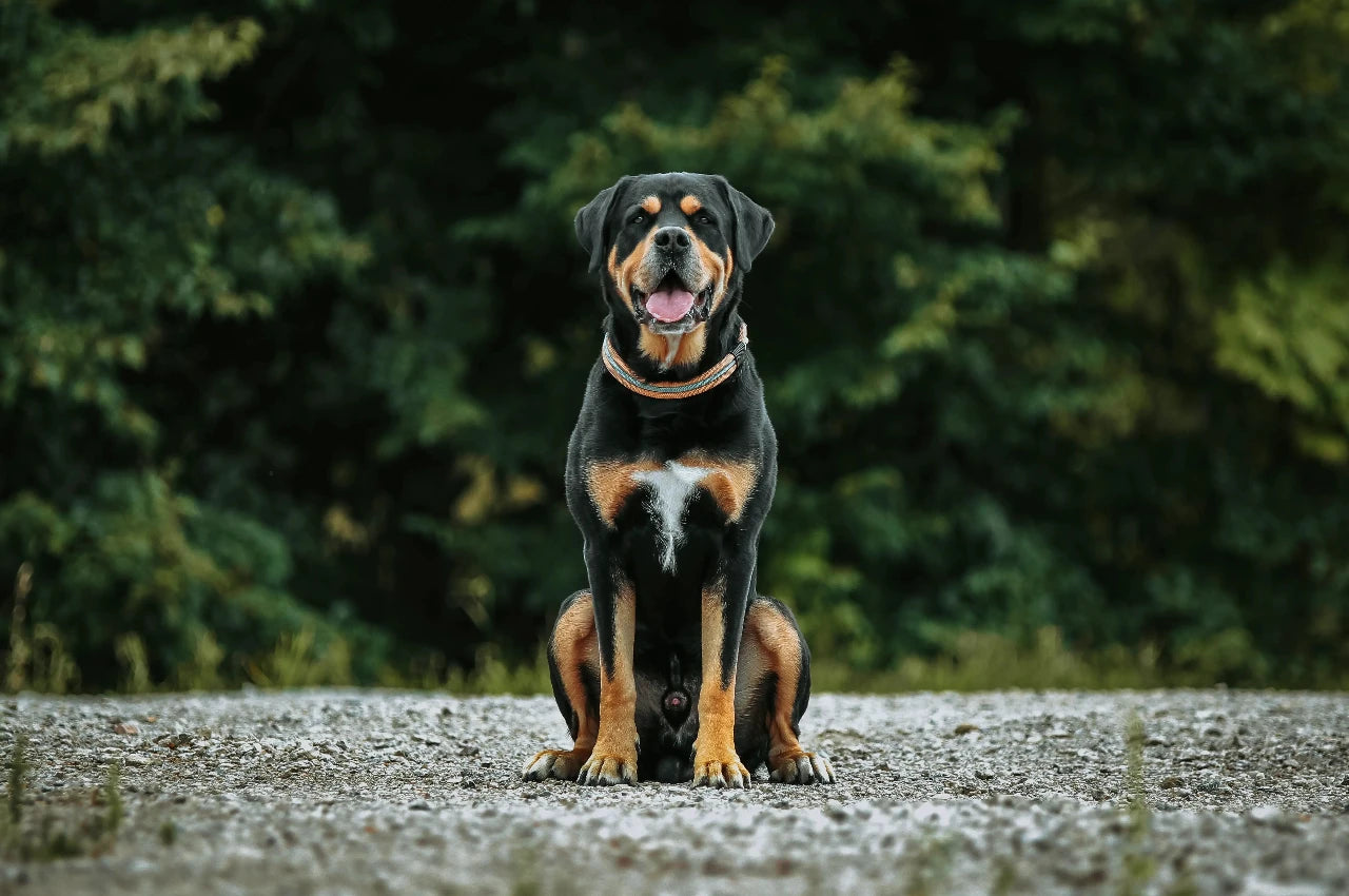 DESIGNSTUDIO | Tau x Leder Halsband | Modell Carlo - Woof Couture