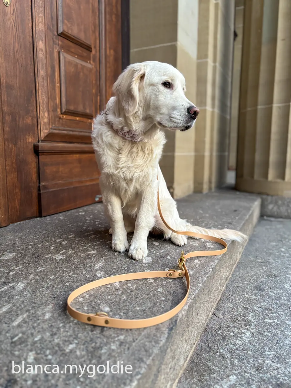 DESIGNSTUDIO | BioThane® Leine | verstellbar | verschiedene Längen - Woof Couture