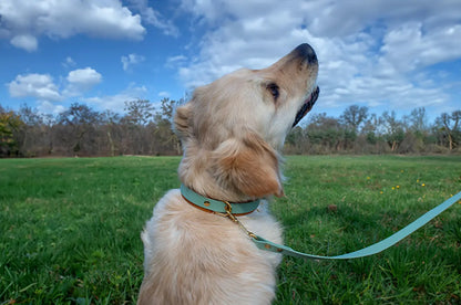 Modell Carlos | BioThane® x Leder Halsband - Woof Couture