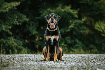 DESIGNSTUDIO | Tau x Leder Halsband | Modell Carlo - Woof Couture